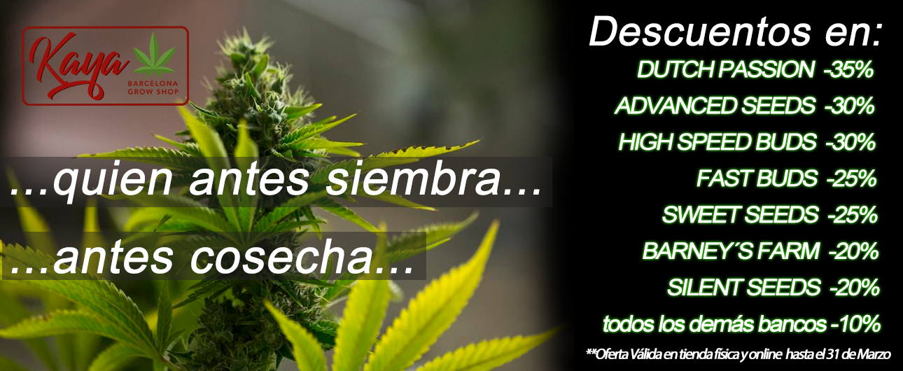 buy new cannabis seeds in barcelona